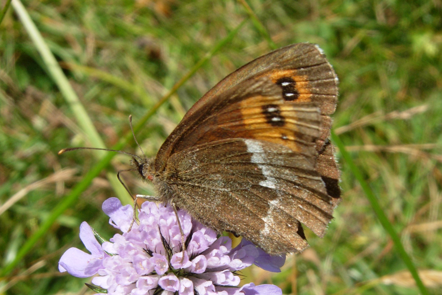 Erebia euryale?